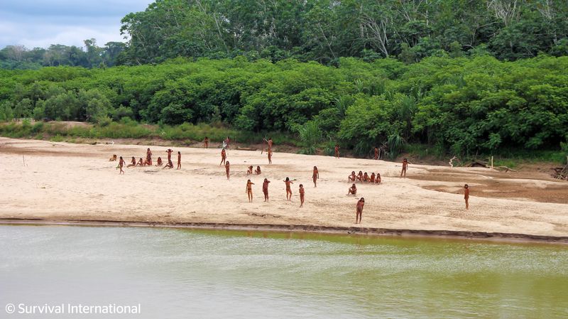 Uncontacted Mashco Piro people were photographed in July 2024 in an area “dangerously close” to parts of the forest being eyed up by logging companies.  