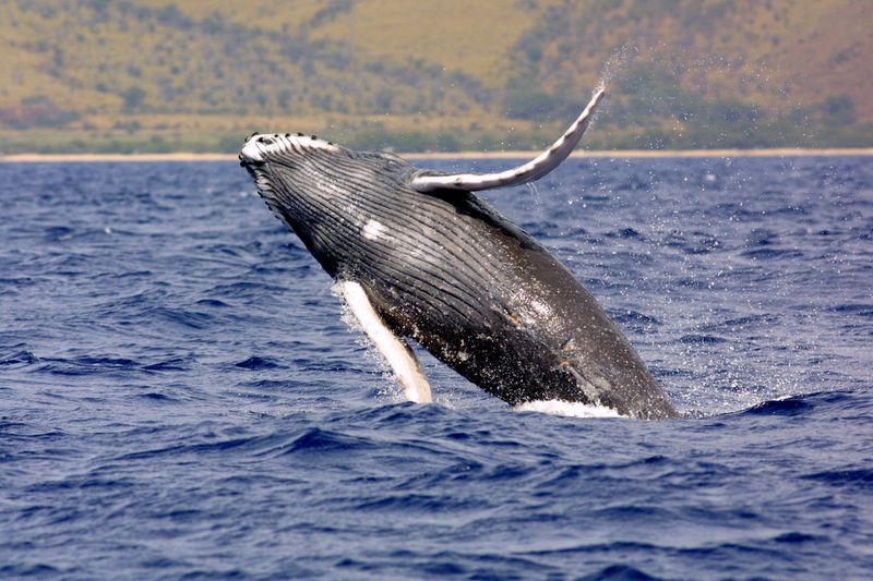 A humpback whale (Megaptera novaeangliae) breaching in the sea.