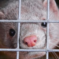 Farmed Mink Animal In A Cage