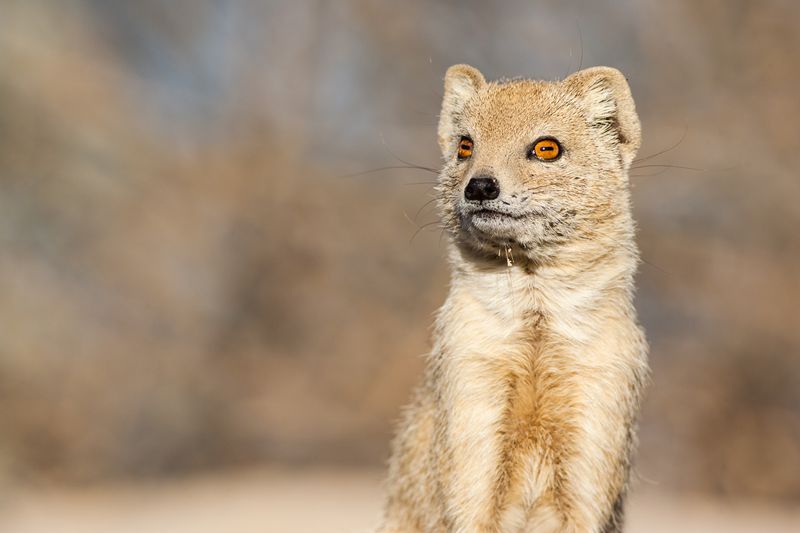 Wild Yellow Mongoose portrait of it sitting in the Kalahari desert.