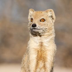 Wild Yellow Mongoose portrait of it sitting in the Kalahari desert.
