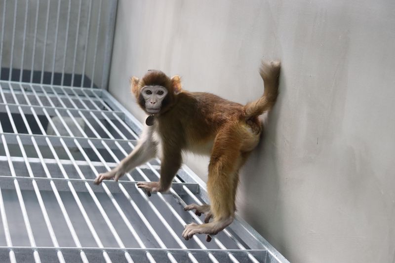 Photograph of "ReTro", a somatic cell-cloned rhesus monkey in the lab.