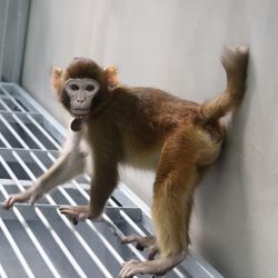 Photograph of "ReTro", a somatic cell-cloned rhesus monkey in the lab.