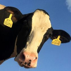 A dairy cow with a blue sky background.