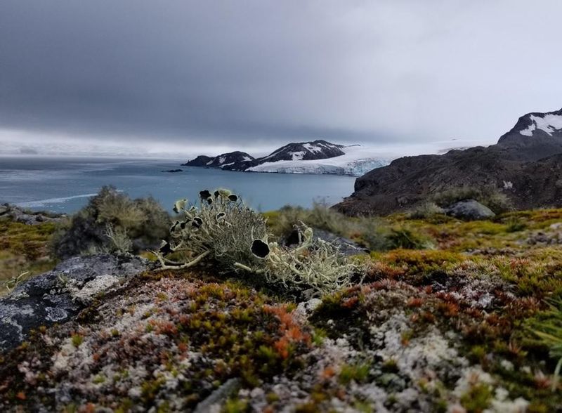 Vegetation in Antarctica is dominated by lichen and mosses, as seen here on Livingston Island, maritime Antarctica. 