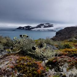 Vegetation in Antarctica is dominated by lichen and mosses, as seen here on Livingston Island, maritime Antarctica. 