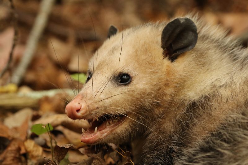 Virginia opossum close up photo, against a background of fallen autumn leaves