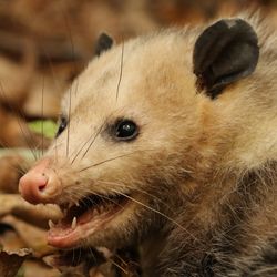 Virginia opossum close up photo, against a background of fallen autumn leaves