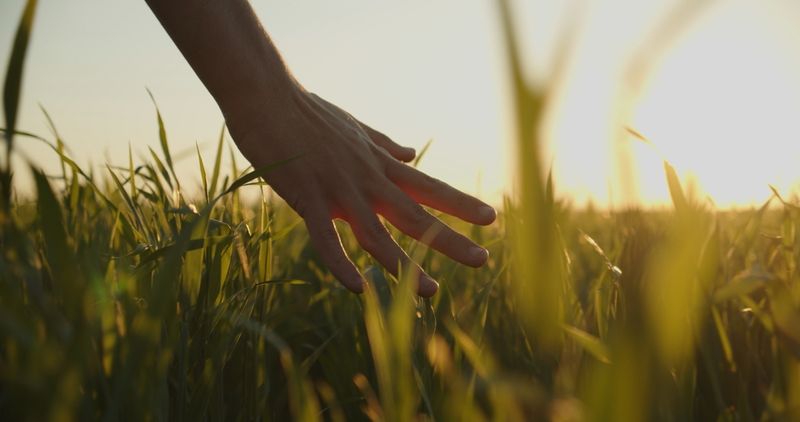 A hand drifting through a field of grass at golden hour 