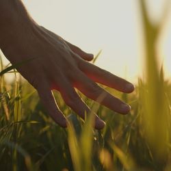 A hand drifting through a field of grass at golden hour 