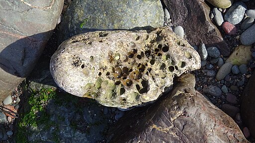 boulder with several holes bored by piddocks boulder with several holes bored by piddocks