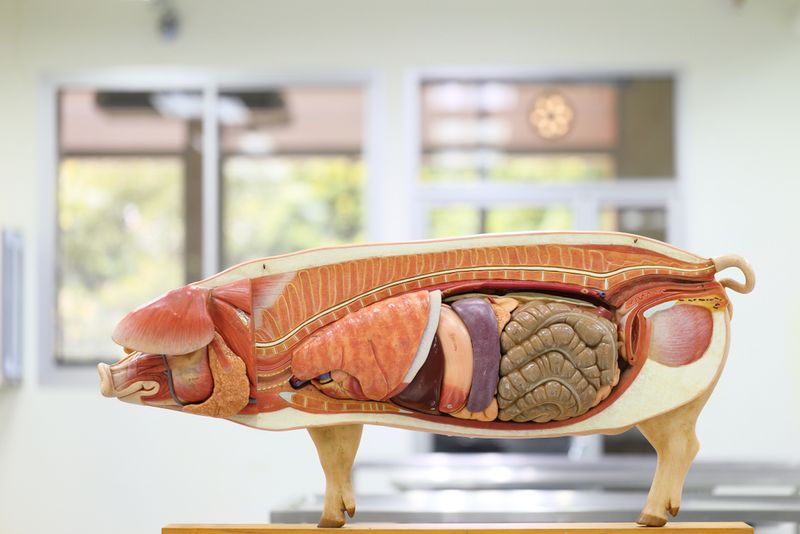 A anatomical body of a pig showings its inner organs, like lungs, liver, intestines. 
