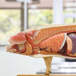 A anatomical body of a pig showings its inner organs, like lungs, liver, intestines. 