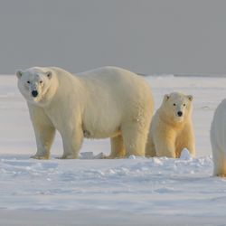 A trio family of polar bears in the snow Arctic background.