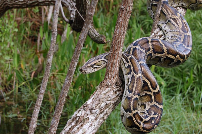 a burmese python wrapped around a tree branch