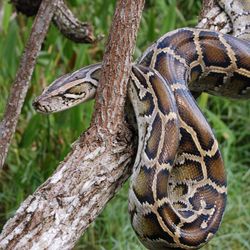 a burmese python wrapped around a tree branch