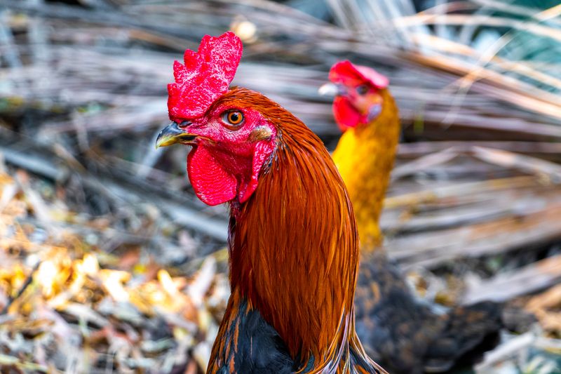 close-up of rooster in a yard with bright red comb and orange feathers, with another individual out of focus in the background