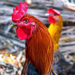 close-up of rooster in a yard with bright red comb and orange feathers, with another individual out of focus in the background