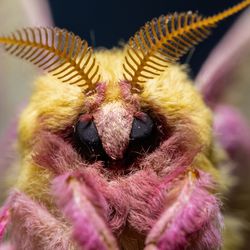 Rosy Maple Moth, a brightly colored pink and yellow moth, Macro Photography