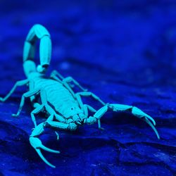 Scorpion glowing blue under UV light