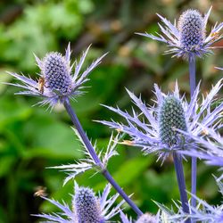 specimen of a sea holly plant, scientific name Eryngium. The stems and spiny flowers, which resemble thistles, are a bright blue colour.