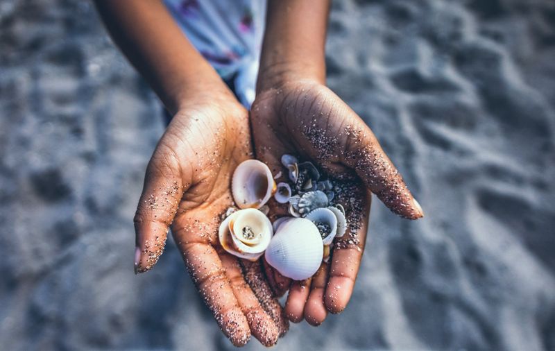 A boy's hand holding many seashells on a sandy beach