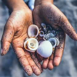 A boy's hand holding many seashells on a sandy beach