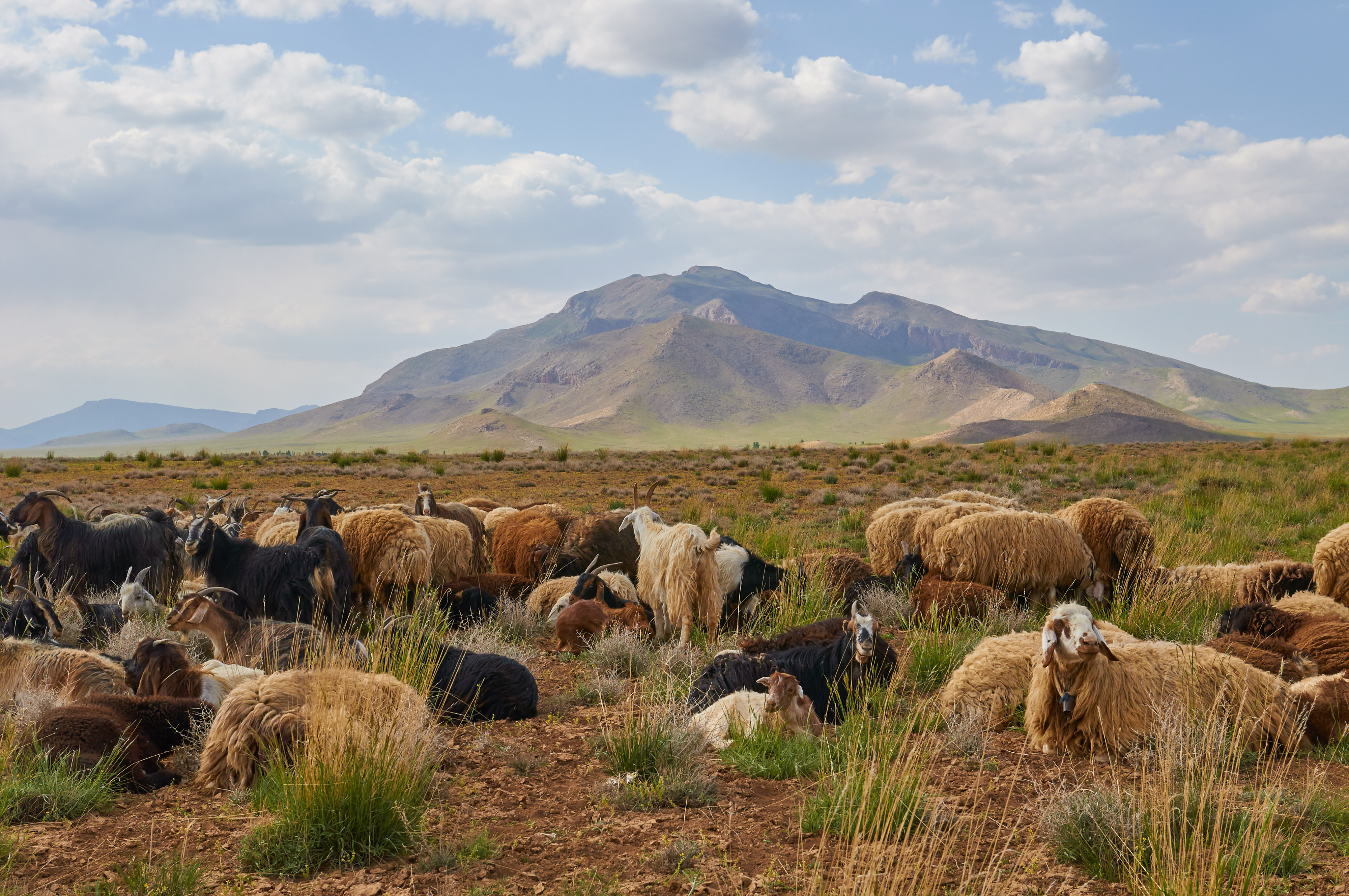 Goats chill out in the Zagros Mountains of southwest Iran. Goats chill out in the Zagros Mountains of southwest Iran.
