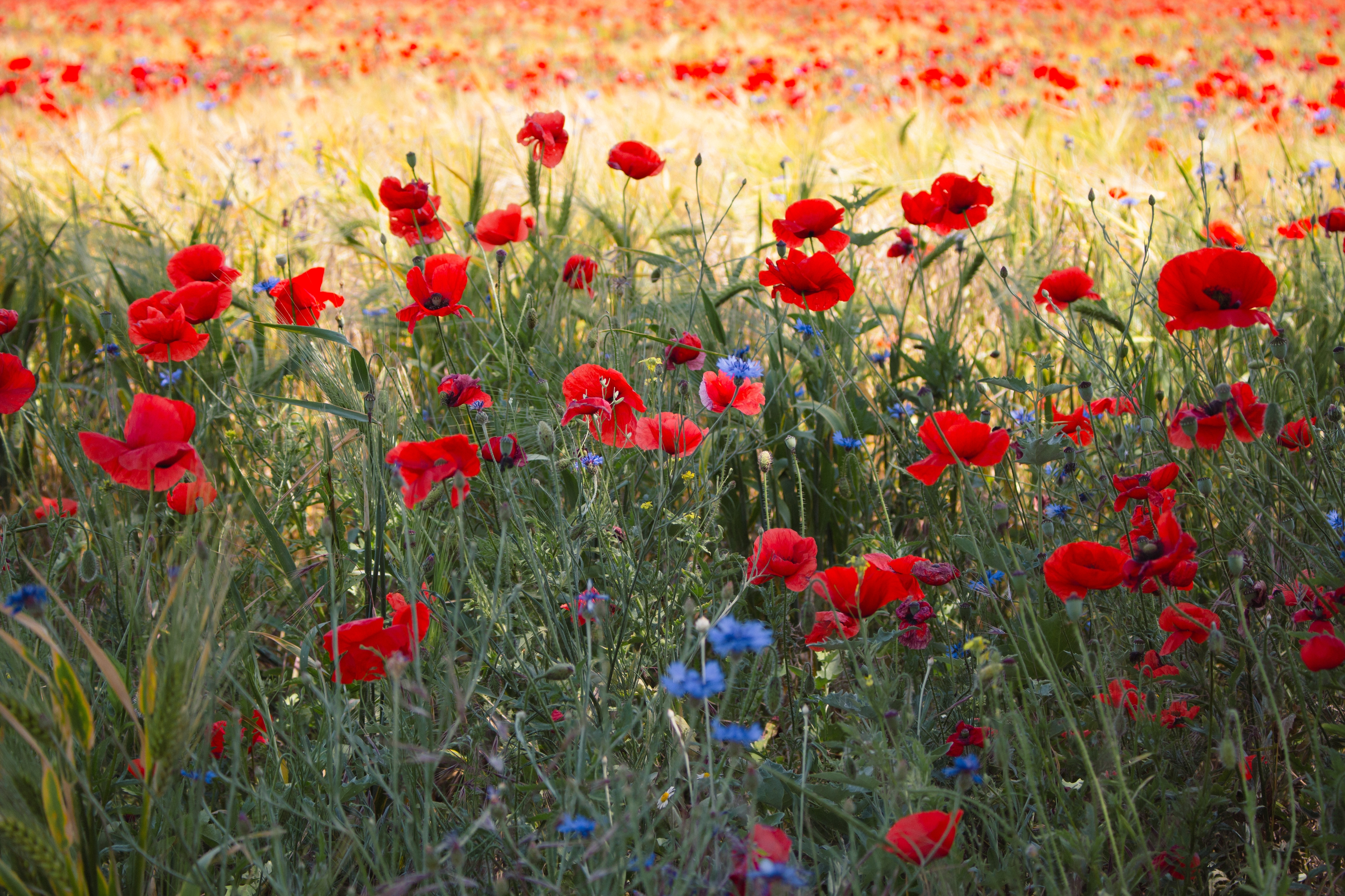 meadow of mostly red poppies with some blue cornflowers mixed in meadow of mostly red poppies with some blue cornflowers mixed in