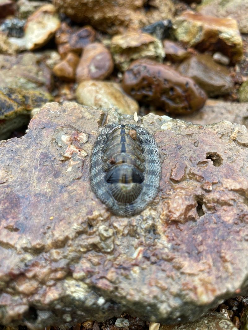 Snakeskin Chiton on a rock