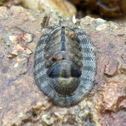 Snakeskin Chiton on a rock