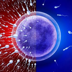 image depicting declining sperm counts; purple 3D image of an egg cell in the middle, on the left is a red background with lots of white sperm cells, on the right is blue background with many fewer sperm cells