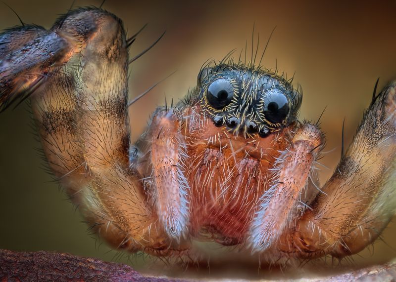 Extremely close up shot of the face of a wolf spider. Two large black eyes look at the camera while four smaller black eyes are below. The legs are hairy and pale red.