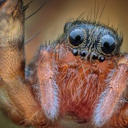 Extremely close up shot of the face of a wolf spider. Two large black eyes look at the camera while four smaller black eyes are below. The legs are hairy and pale red.