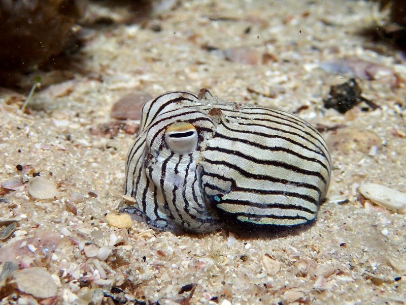close up of a striped pyjama squid