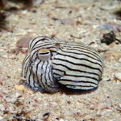 close up of a striped pyjama squid