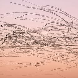 ombre sky from pale pink to orange, overlaid with criss-crossing swirling black lines that show the flight path of the common swift
