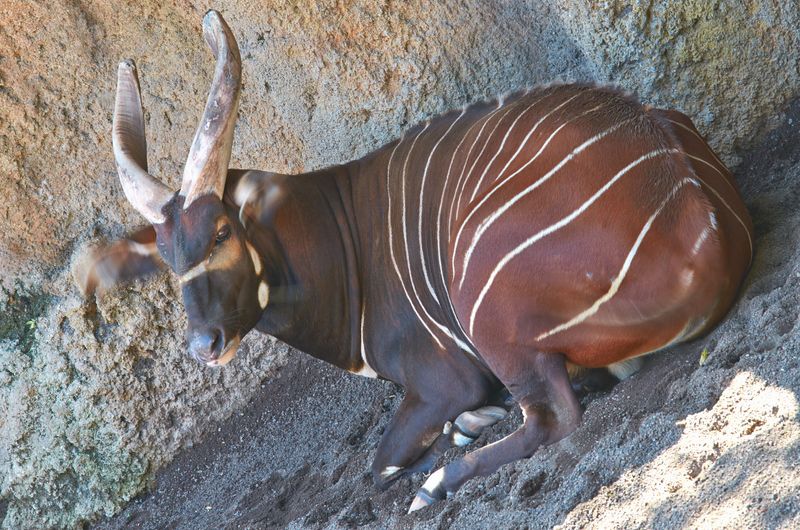 Tamaraw on a rocky hillside