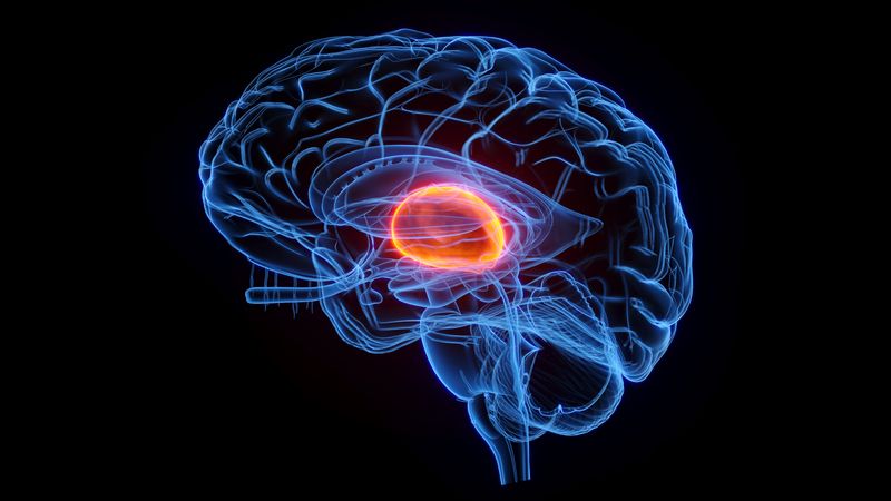 3D rendering of the human brain in blue on a black background with the thalamus, an egg-shaped region in the middle, highlighted in orange
