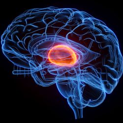 3D rendering of the human brain in blue on a black background with the thalamus, an egg-shaped region in the middle, highlighted in orange