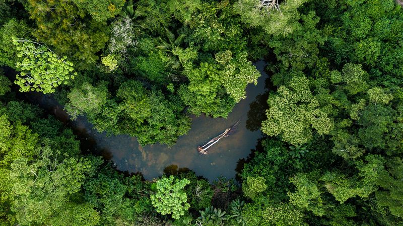 Aerial photo of river in amazon rainforest jungle in Peru