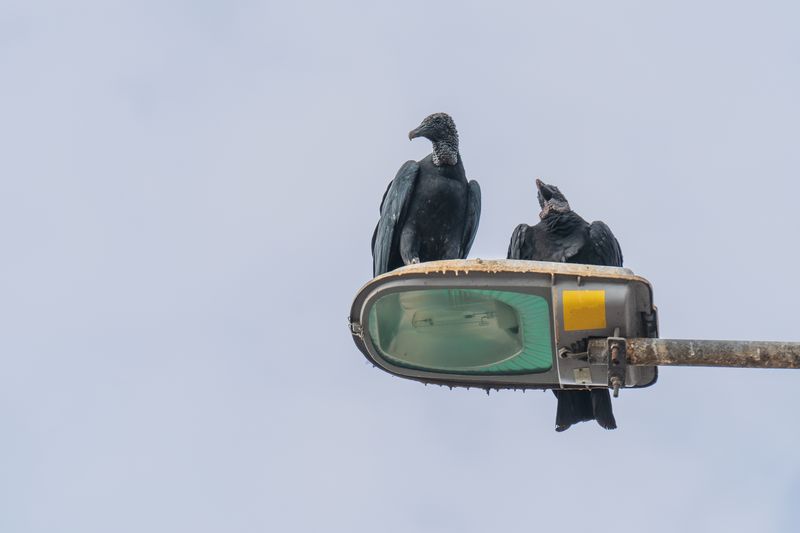 Two black-headed vultures resting on a streetlight