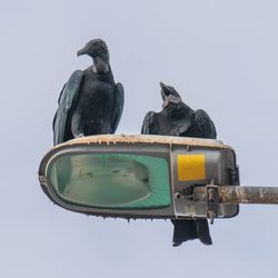 Two black-headed vultures resting on a streetlight