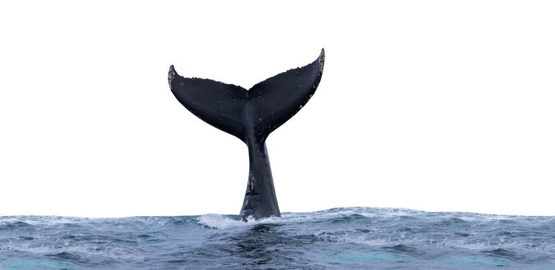 A photo of a whale's tail sticking out of the water. The sky behind the tail is almost perfectly white while the water is a darker blue. The tail appears almost black with small white markings around its tips.