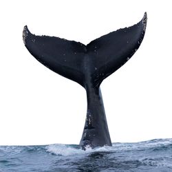 A photo of a whale's tail sticking out of the water. The sky behind the tail is almost perfectly white while the water is a darker blue. The tail appears almost black with small white markings around its tips.