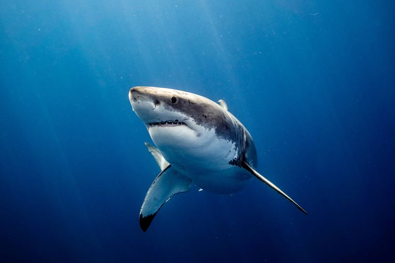 A photo of a white shark slightly turning to the left as it swims towards the camera. The shark is suspended in clear blue water that is lighter towards the top of the image and significantly darker below it. 