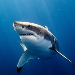A photo of a white shark slightly turning to the left as it swims towards the camera. The shark is suspended in clear blue water that is lighter towards the top of the image and significantly darker below it. 