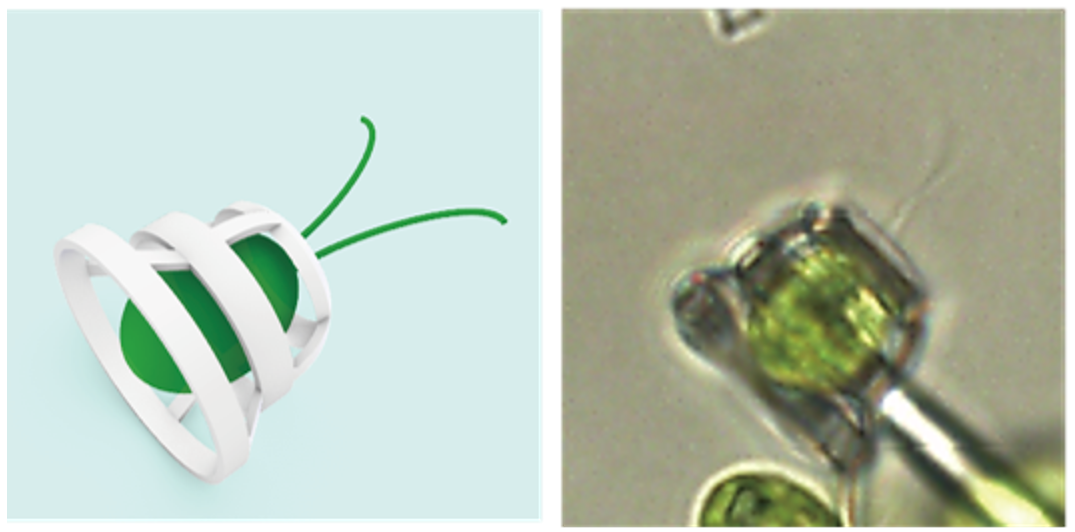 schematic drawing of green flagellated algal cell in a white basket "harness"; the right panel shows a microscope image of the real alga in the 3D printed harness schematic drawing of green flagellated algal cell in a white basket "harness"; the right panel shows a microscope image of the real alga in the 3D printed harness