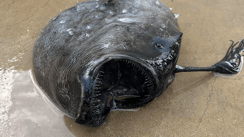 Dark, round fish laying on its side with its mouth open. It has lots of teeth. On top of its head is a thin stalk with a dangly end.