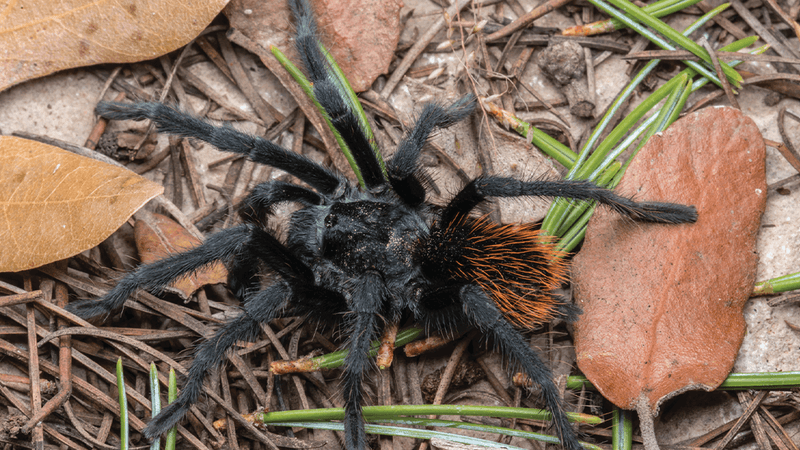 Big black tarantula with long legs and a hairy orange behind.